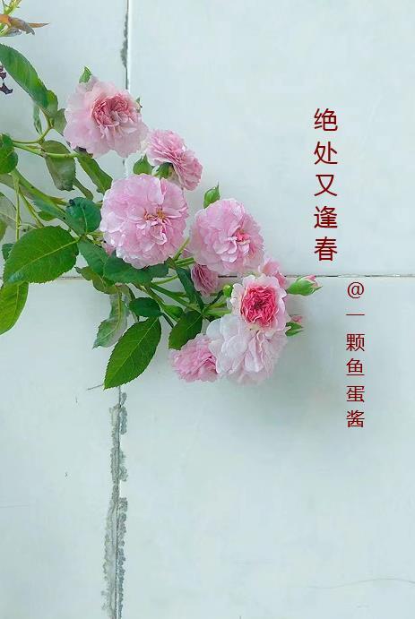 绝处又逢春的意思